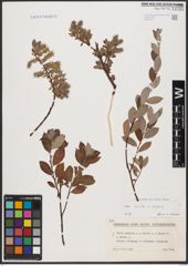 Foto von Salix aurita L. x Salix repens L.